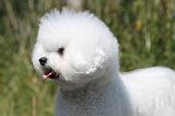 BICHON FRISE 413